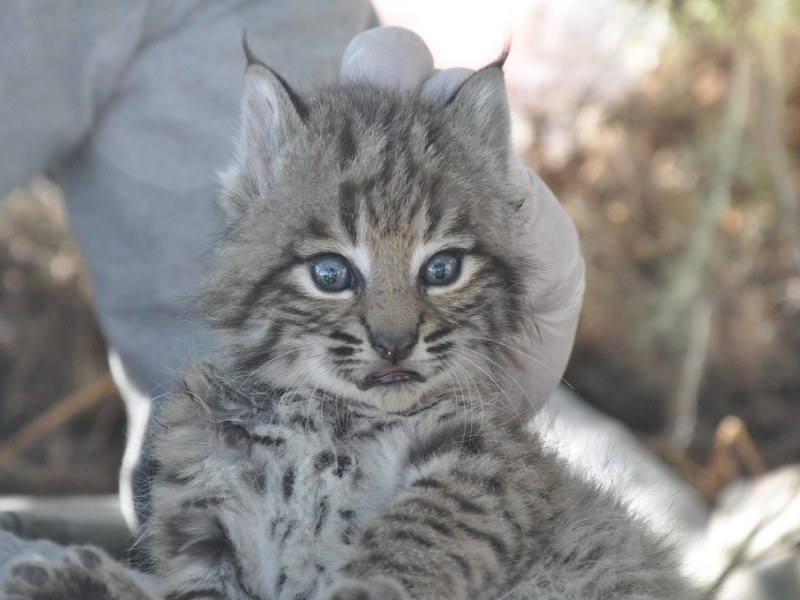 Scruffing atau Jangan Scruffing? Kata Sains soal Handling Kucing