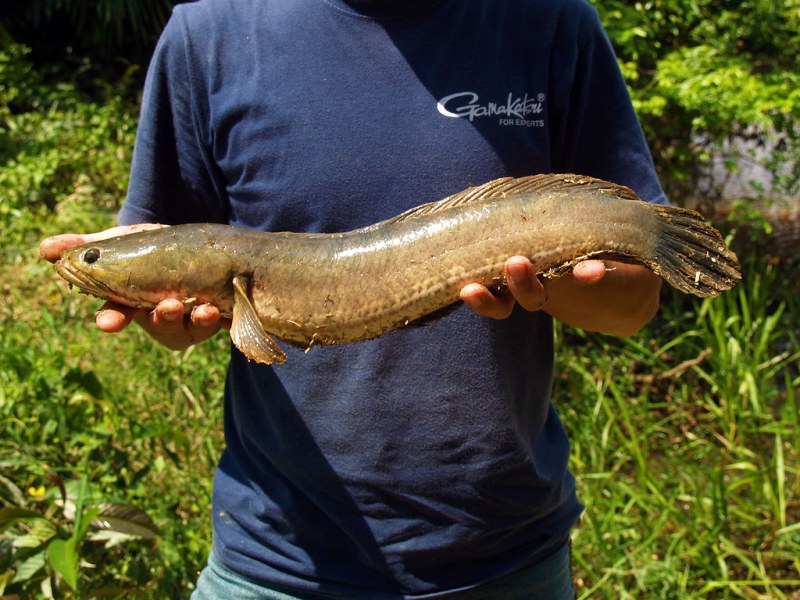 Suplemen Albumin Ikan Gabus dalam Masa Pemulihan, Bermanfaat?