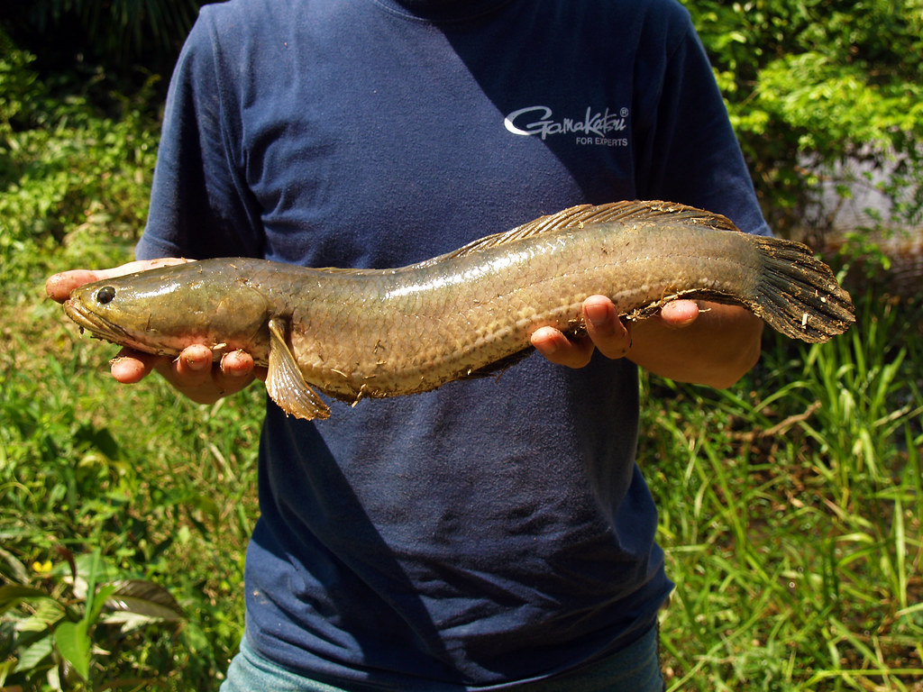 "Batang Berjuntai Snakehead" by kevinpoh is licensed under CC BY 2.0