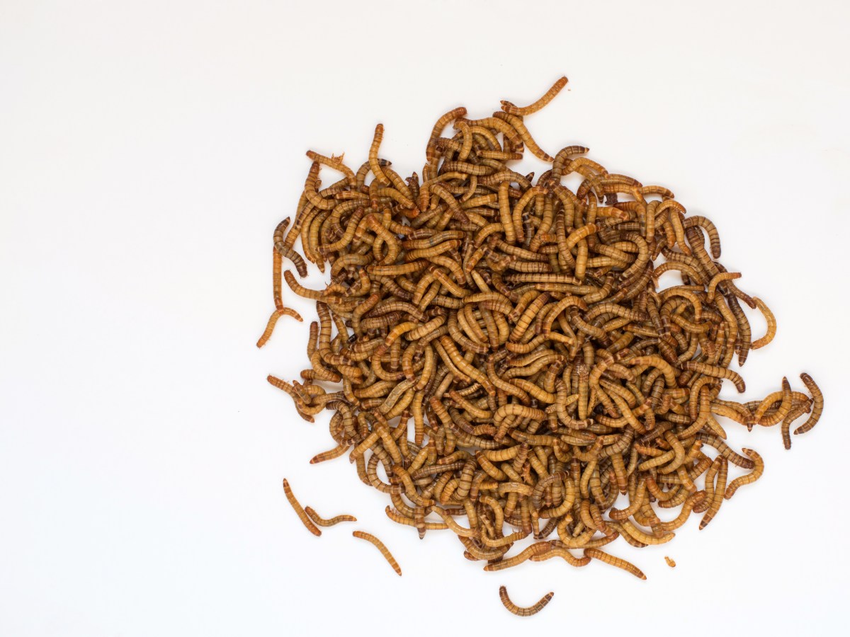 Pet Food Berbahan Serangga, part 2: Manfaat dan Risiko