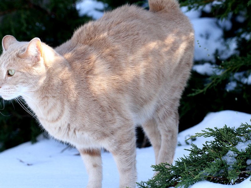 Kucing Pipis Sembarangan, Harus Apa?