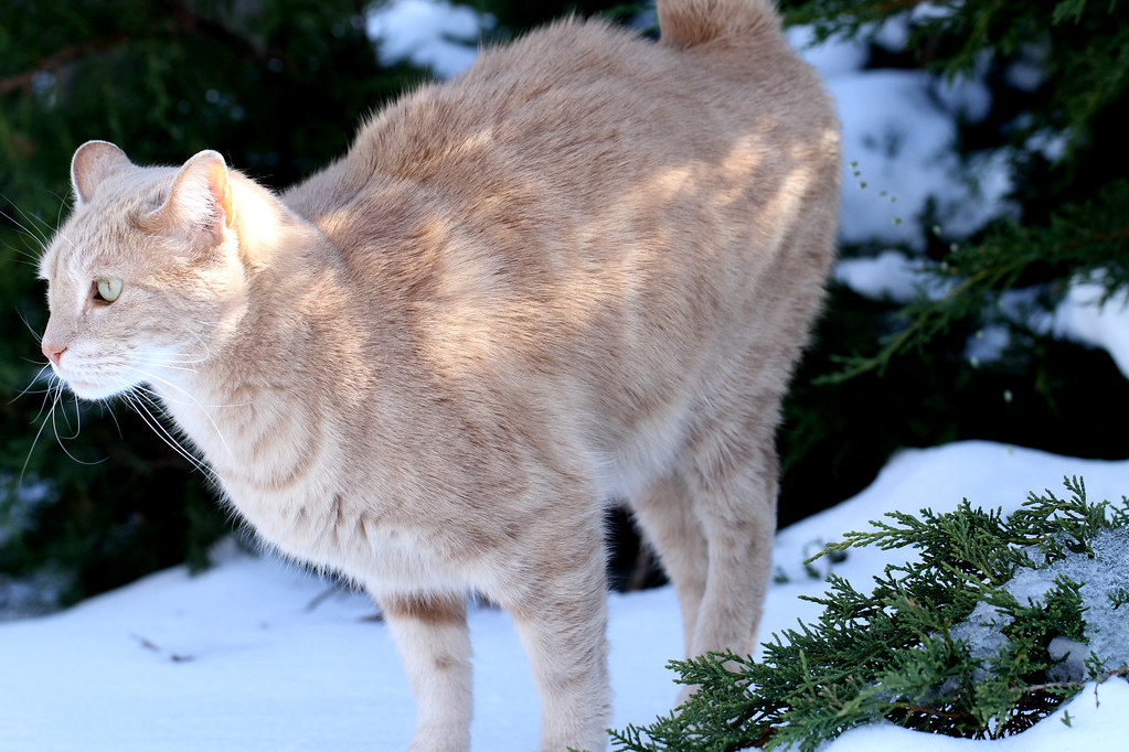 "It's the little things... like Jimmy peeing outside" by Kerri Lee Smith is licensed under CC BY-NC-SA 2.0