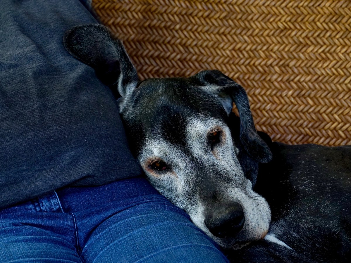 Apakah Kucing dan Anjing Senior Butuh Diet Khusus?