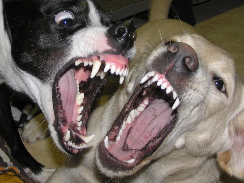 Pertanyaan Seputar Nutrisi dan Kesehatan Gigi Hewan