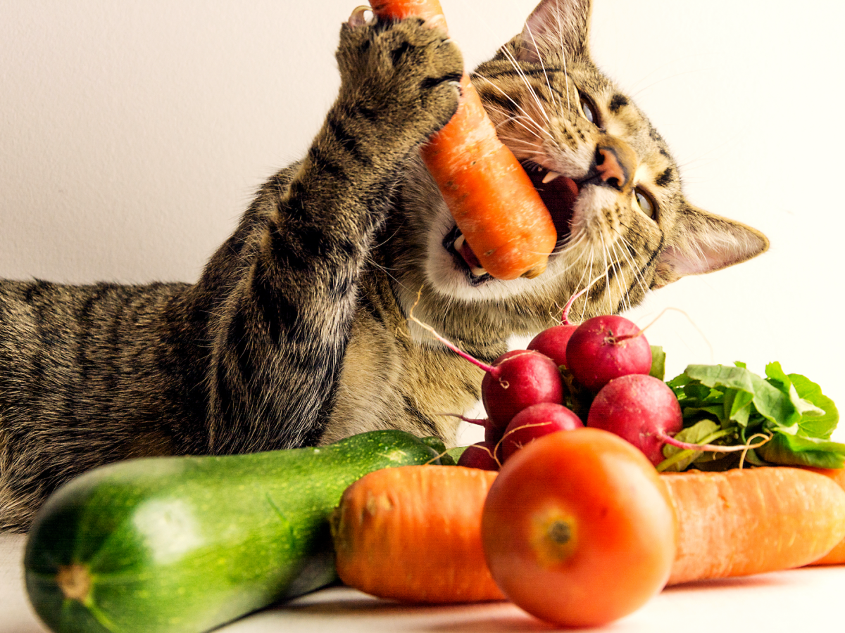 Anjing dan Kucing Vegetarian, Memang Bisa?