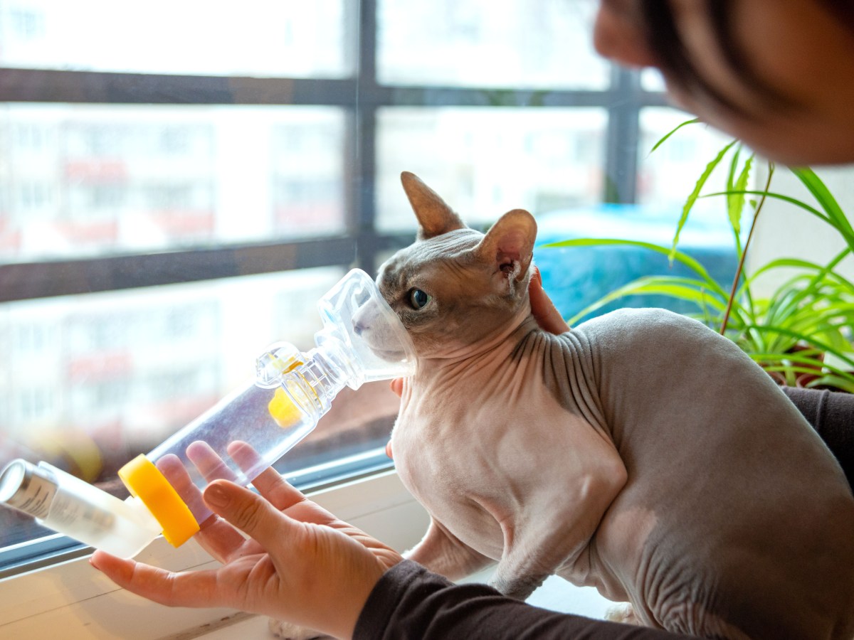 Feline Asthma: Kucing Juga Bisa Bengek?