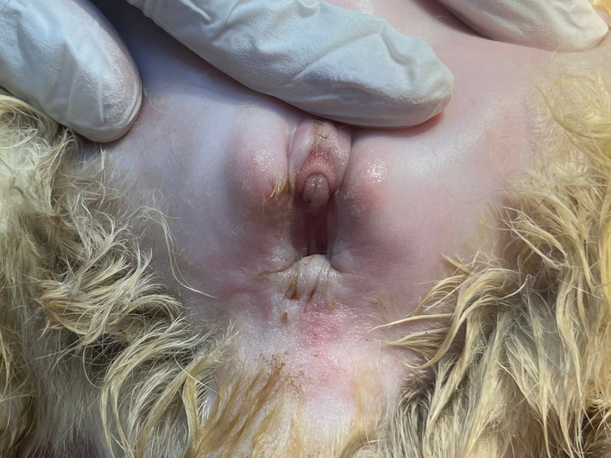 Kucing Ini Jantan, Bukan Kelamin Ganda