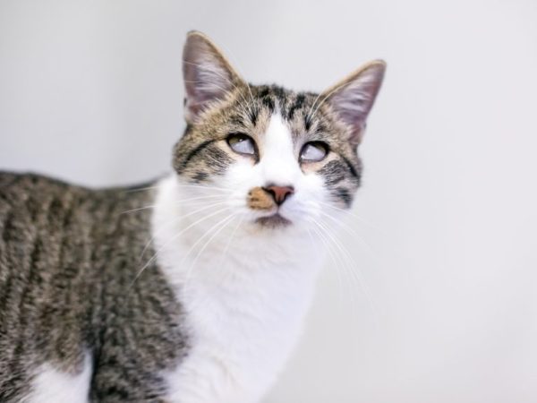 Haws Syndrome ― Mata Kucingku Jadi Putih!