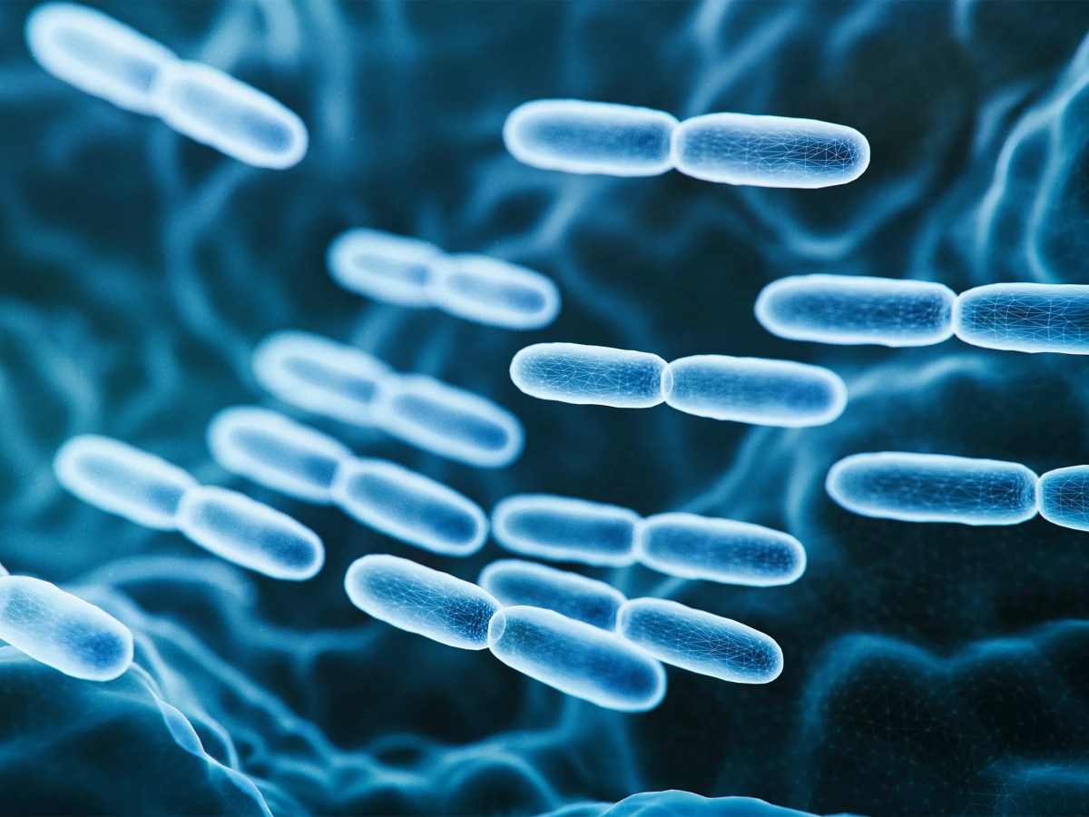 Apakah Probiotik Betul-Betul Berguna Untuk Anjing dan Kucing?