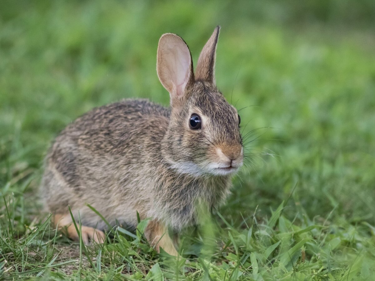 Bagaimana Kelinci Mendapat Vitamin D dan Kalsium? Peran Nutrisi dan Sinar UV