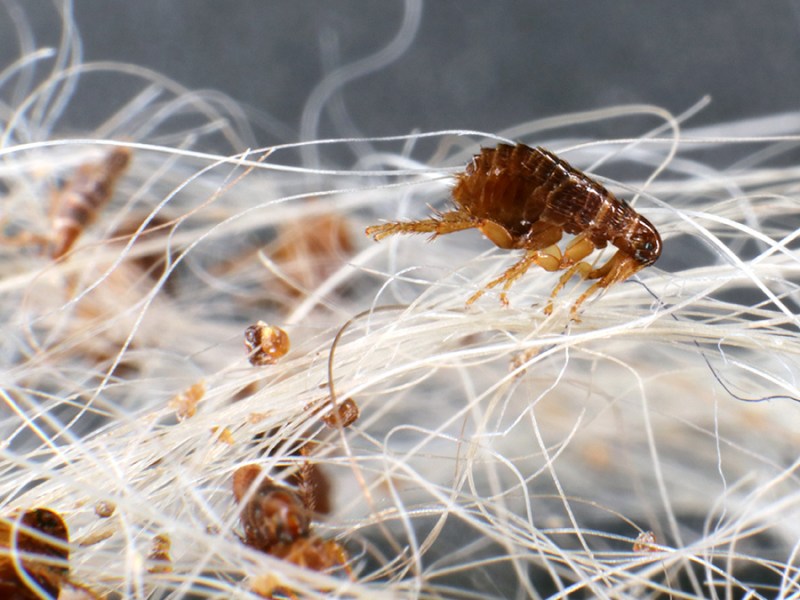 Tidak Semua Kutu Sama! Part 1: Kutu, Pinjal, dan Caplak