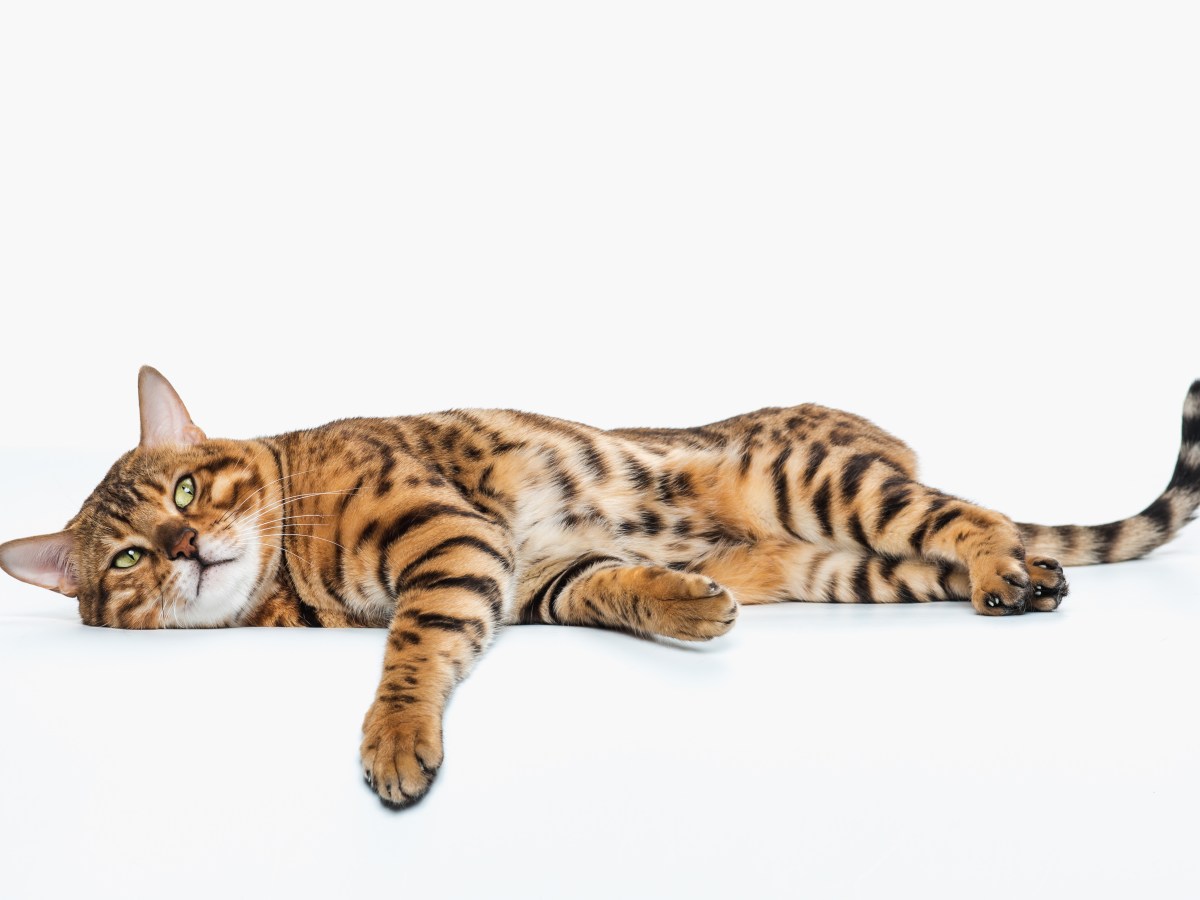 Kucing yang Tidak Sembuh-Sembuh dari Flu