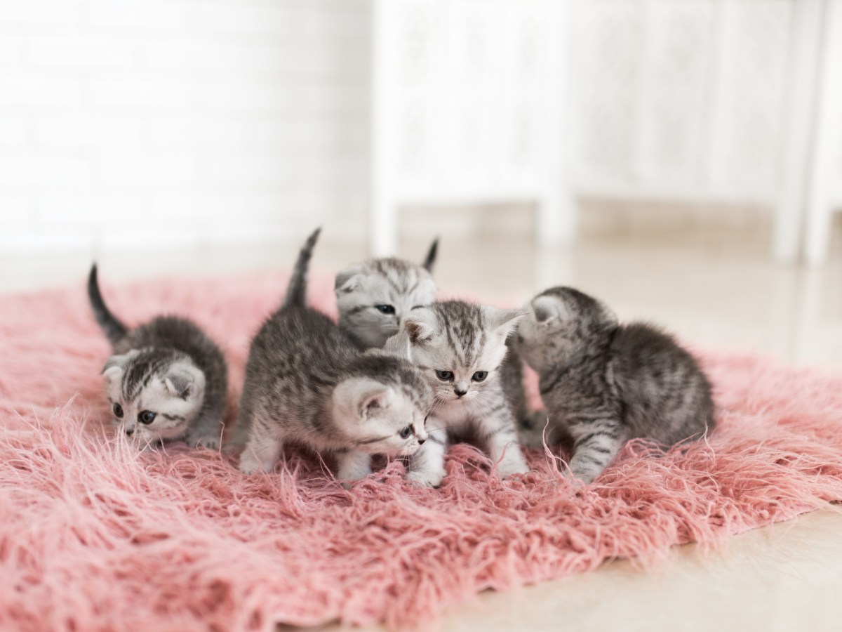 Kitten dan Puppy Tiba-Tiba Lemah, Waspada Hipoglikemia